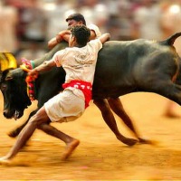 Bull killed owner at Jallikattu arena in Tamilnadu