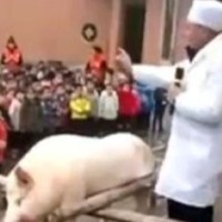 Chinies students receive piglets as a reward for hard work 