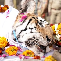 Super Mom tigress in Madhya Pradesh is no more