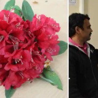 Himalayan flower help fight against COVID reveal IIT study 