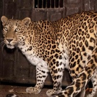 2 kids killed in leopard attacks in UP