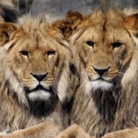 Lions at South African zoo caught COVID