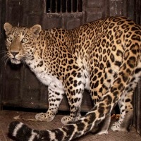 TN Forest Dept officials trap leopard after 5-day wait
