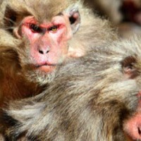 woman Hospitalized with monkey fever