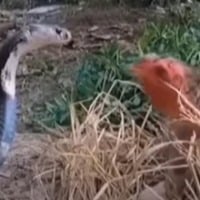 Mother hen fights with cobra to save her eggs Viral video