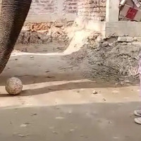 Assam Girl Plays Football With Elephant Tries To Drink Milk 