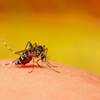 Want to escape mosquito bites? Wear right colour