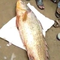 fish sold for 4 lakhs