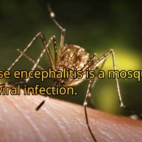 Hyderabad lab develops cost-effective biosensor for detecting JE virus