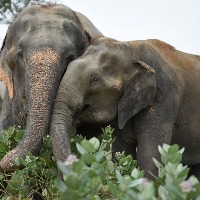 Forest staff get crash course on diverting wild elephants in Tirumala