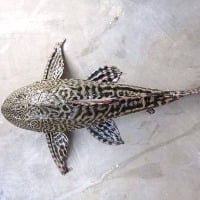 New fish found in Srikakulam district