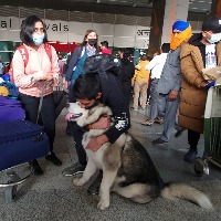 Indian nationals evacuated from Ukraine bring pet dogs