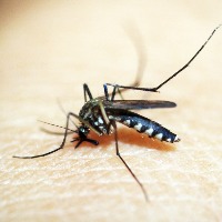 Some arthritis may be caused by mosquito-borne viruses