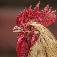 chicken rates in telangana 