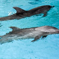 Oct 5 to be celebrated as 'National Dolphin Day' every year