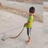 Kid Plays Dangerously With A Highly Venomous Snake Video Goes Viral