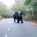 Elephants attack bikers in Tirumala Papavinasam