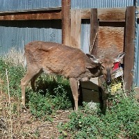 Zombie Disease Spreads Among Deers In Canada