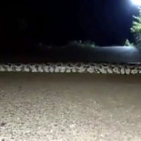 30 ft long snake spotted crossing road in Odishas Nabarangpur