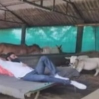 Photo of Kodali Nani taking rest in cattle barn is going viral