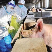 African Swine Flu found in India