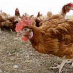 US reports first human H5 bird flu case in Colorado resident