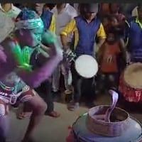 Five arrested in Odisha snake dance incident