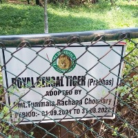 Royal Bengal Tiger named Prabhas gets special attention in Hyderabad Zoo