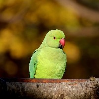 Family announced cash reward for missing parrot