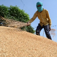 Centre bans wheat export