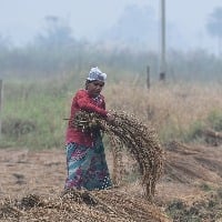 Unseasonal rains hit hard Telangana paddy farmers