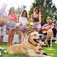 Enjoy a ‘Petnic’ Carnival for Your Fur Buddies and Family at Novotel Hyderabad Airport