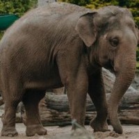 These elephants are smarter than humans!