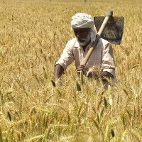 Wheat Production May Reduced by 3 cent in this year
