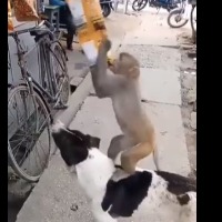 Dog and monkey stealing chips packet from a shop