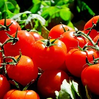 tomato prices hike 