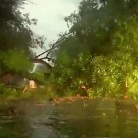 Walls collapse trees fall as Delhi NCR wakes up to heavy rain storm