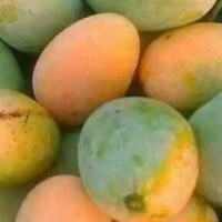 How to Store Mangoes the Right Way
