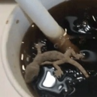 Lizard in cool drink supplied in Mc Donalds