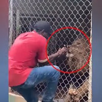 Zoo Keeper Plays With Lion In Jamaica Zoo
