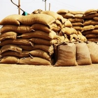 Govt protects farmers' interest through wheat exports curbs: APEDA Chairperson