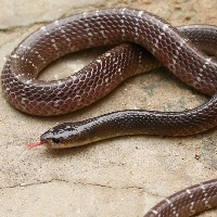 Snake bites woman, husband takes reptile also to hospital