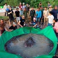World biggest fresh water fish found in Mekong river