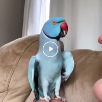 Incredible bird calls pet mom cute speaks with her like a human