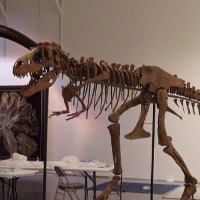76 million year old gorgosaurus skeleton to be auctioned on july 28