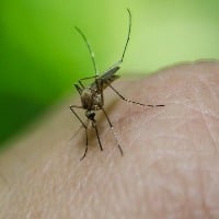 Viruses Make You Smell Tastier to Mosquitoes