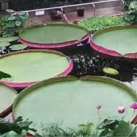 newly identified species is the worlds largest known giant water lily