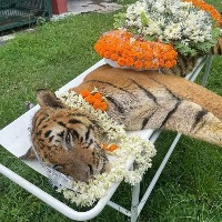 One of India's oldest tigers dies in Bengal
