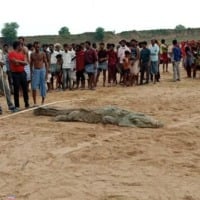 10 year old boy swallowed by giant crocodile in MPs Chambal river