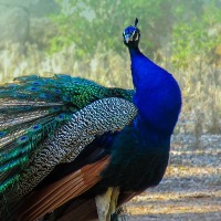karnataka man arrested for raising peacocks